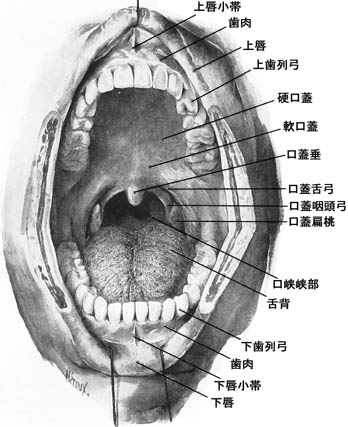 anatomy1b3-22.jpg (38850 バイト)