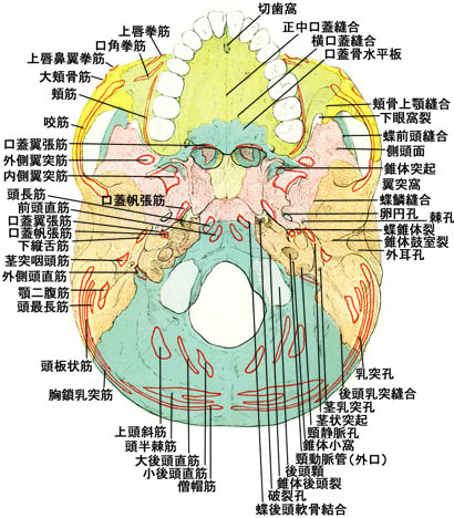anatomy1b3-6.jpg (76620 バイト)