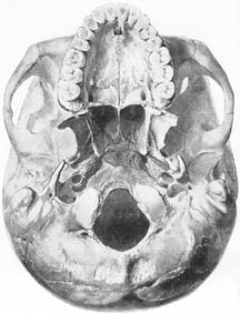 anatomy1b3-7.jpg (19326 バイト)