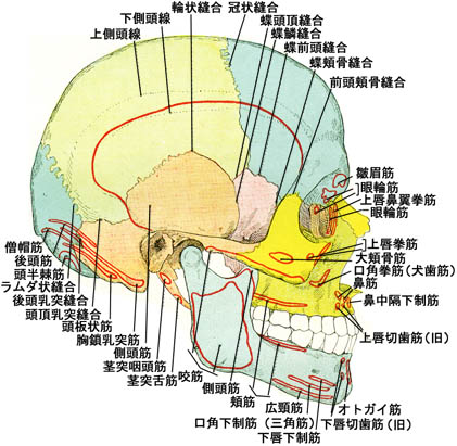 anatomy1b3-8.jpg (59829 バイト)