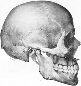 anatomy1b3-9.jpg (18612 バイト)