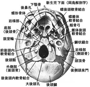 anatomy1b4-2.jpg (37980 バイト)