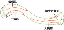 anatomy1c1-3.jpg (11252 バイト)