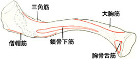 anatomy1c1-4.jpg (11276 バイト)