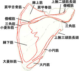 anatomy1c1-9.jpg (24483 バイト)