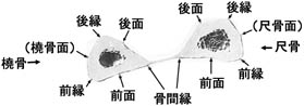anatomy1c2-0-1.jpg (9734 バイト)