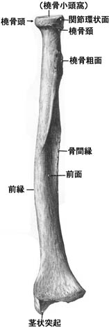 anatomy1c2-2-1.jpg (12513 バイト)