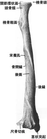 anatomy1c2-2-2.jpg (12802 バイト)