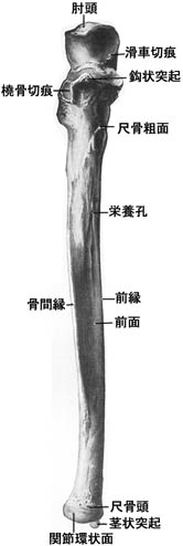 anatomy1c2-3-1.jpg (13843 バイト)