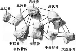 anatomy1c2-4-2.jpg (17605 バイト)