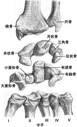 anatomy1c2-4-3.jpg (25197 バイト)