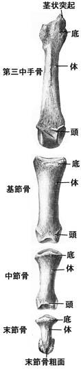 anatomy1c2-4-4.jpg (13921 バイト)
