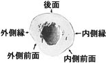 anatomy1c2-4.jpg (7366 バイト)