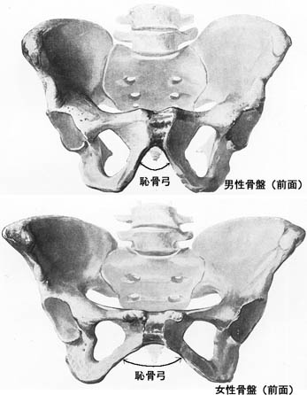 anatomy1c3-2-1.jpg (30532 バイト)