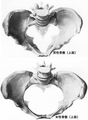 anatomy1c3-2-2.jpg (26282 バイト)
