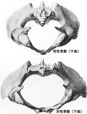 anatomy1c3-2-3.jpg (23931 バイト)