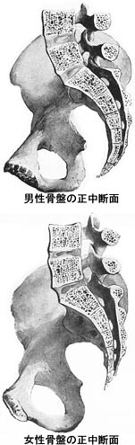 anatomy1c3-2-4.jpg (22370 バイト)