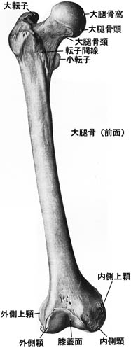 anatomy1c4-1-1.jpg (17582 バイト)