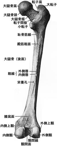 anatomy1c4-1-2.jpg (21844 バイト)