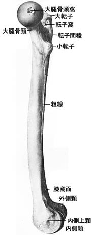 anatomy1c4-1-3.jpg (13731 バイト)
