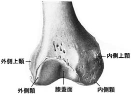 anatomy1c4-1-4.jpg (11299 バイト)