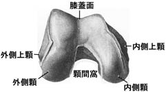 anatomy1c4-1-5.jpg (9396 バイト)