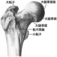anatomy1c4-1-7.jpg (15453 バイト)