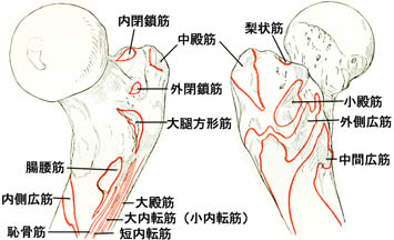 anatomy1c4-1-8.jpg (26800 バイト)