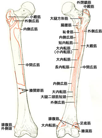 anatomy1c4-1-9.jpg (36895 バイト)