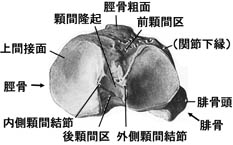 anatomy1c4-3-4.jpg (14181 バイト)