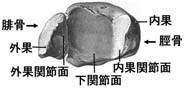 anatomy1c4-3-6.jpg (8922 バイト)