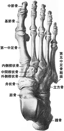 anatomy1c4-5-12.jpg (25007 バイト)
