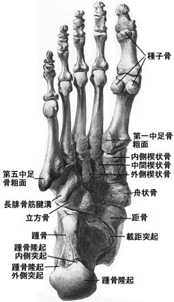 anatomy1c4-5-13.jpg (28498 バイト)