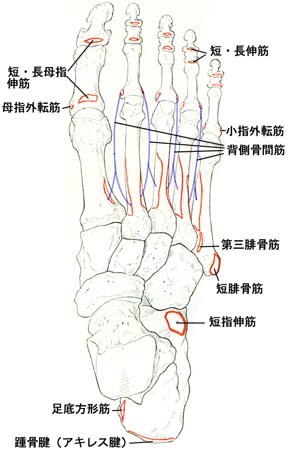 anatomy1c4-5-14.jpg (29543 バイト)