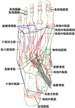 anatomy1c4-5-15.jpg (44009 バイト)