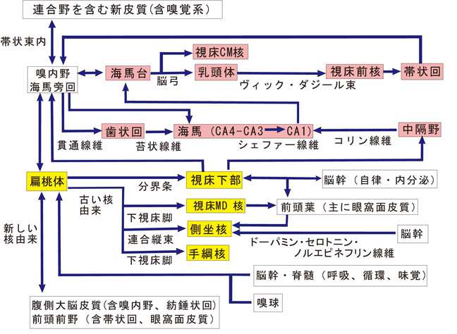 扁桃体の構成と機能