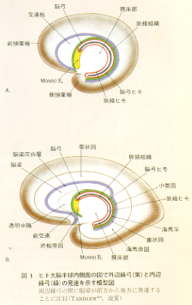 limbic1.gif (66467 oCg)