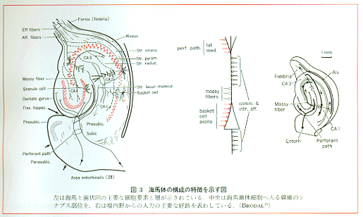 limbic3.gif (48925 oCg)
