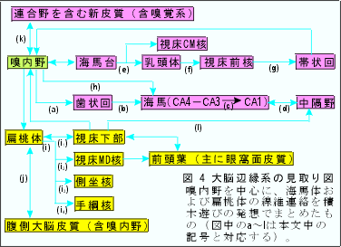 limbic4.gif (18360 oCg)