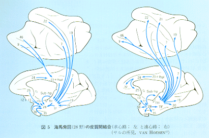 limbic5.gif (42397 oCg)